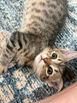 Mr Boss -  Domestic Short Hair Cat for Adoption in Scottsdale, Arizona - Mr Boss | PetCurious