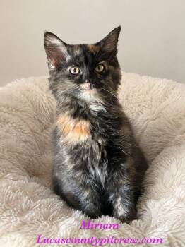 Miriam -  Tortoiseshell Cat for Adoption in Toledo, Ohio - Miriam | PetCurious