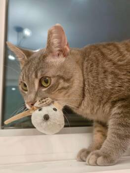 Javier -  Domestic Short Hair Cat for Adoption in Toronto, Ontario - Javier | PetCurious