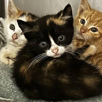 Cowgirl on the Train -  Domestic Short Hair and Mixed Breed Cat for Adoption in Spruce Pine, North Carolina - Cowgirl On The Train | PetCurious
