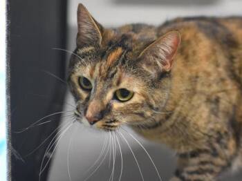 Domestic Short Hair Cats Available for Adoption in Portland, Oregon - Rosco | PetCurious