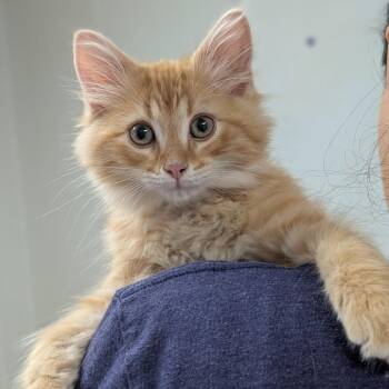 Artemis -  Domestic Long Hair Cat for Adoption in Canton, Illinois - Artemis | PetCurious