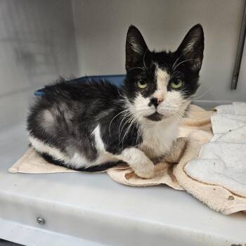 Gale -  Domestic Short Hair Cat for Adoption in Ridgely, Maryland - Gale | PetCurious