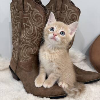 Kenny Rodgers -  Domestic Short Hair Cat for Adoption in Chicago, Illinois - Kenny Rodgers | PetCurious