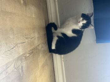 Rescue Domestic Short Hair Cats for Adoption in Lubbock, Texas - Picasso | PetCurious