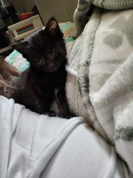 Emerie (In Foster) -  Domestic Short Hair Cat for Adoption in Sanford, North Carolina - Emerie (In Foster) | PetCurious