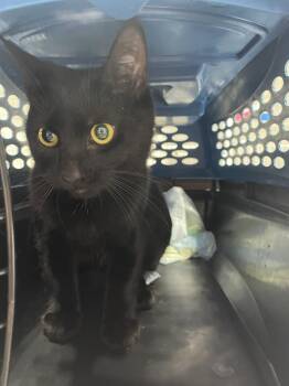 Bebe -  Domestic Short Hair Cat for Adoption in Ferndale, Michigan - Bebe | PetCurious