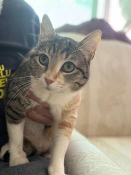 Balila, the Calmest Sweetest Calico Girl -  Domestic Short Hair Cat for Adoption in Franklin Township, New Jersey - Balila, The Calmest Sweetest Calico Girl | PetCurious