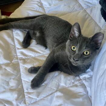 Greezy -  Russian Blue Cat for Adoption in Tustin, California - Greezy | PetCurious