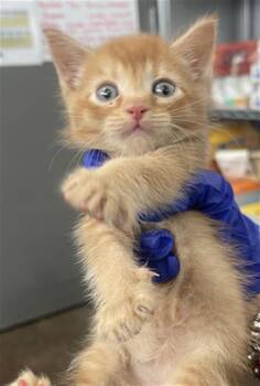 Domestic Short Hair Cats Available for Adoption in Dallas, Texas - FLOUNDER | PetCurious