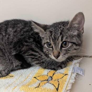 Stoick -  Domestic Short Hair Cat for Adoption in Dayton, Ohio - Stoick | PetCurious