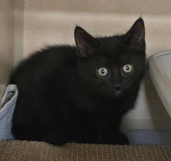 Domestic Short Hair Cats Available for Adoption in New Rochelle, New York - Peabody | PetCurious