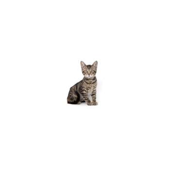 Mr. Whiskers -  Domestic Short Hair Cat for Adoption in Los Angeles, California - Mr. Whiskers | PetCurious