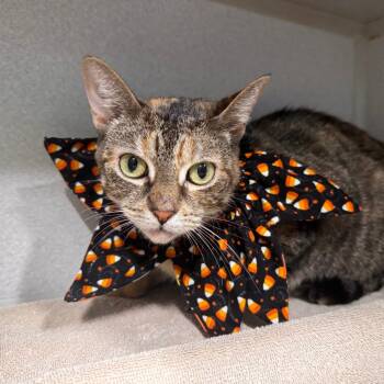 Rescue Domestic Short Hair Cats for Adoption in Newark, New Jersey - Sheba | PetCurious