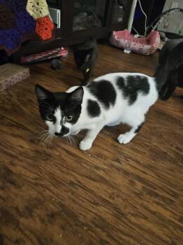 Rescue Domestic Short Hair Cats for Adoption in Lawrenceville, Georgia - Moo | PetCurious