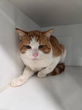 Tonka -  Domestic Short Hair Cat for Adoption in Lunenburg, Vermont - Tonka | PetCurious