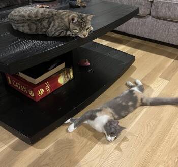 Tabby Cats Available for Adoption in Frisco, Texas - Snuggles | PetCurious