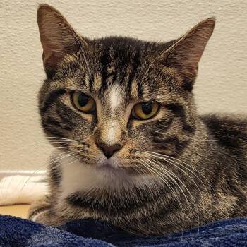 Rescue Domestic Short Hair Cats for Adoption in Grayslake, Illinois - Doughboy | PetCurious