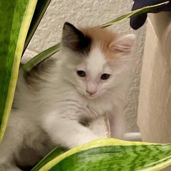 Calypso* -  Domestic Medium Hair Cat for Adoption in San Gabriel, California - Calypso* | PetCurious