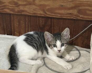 Larkspur -  Domestic Short Hair Cat for Adoption in Havertown, Pennsylvania - Larkspur | PetCurious