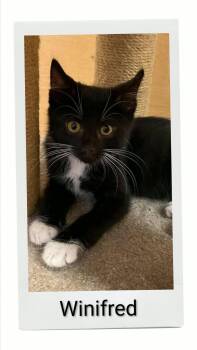 Winifred -  Domestic Short Hair Cat for Adoption in Caistor Centre, Ontario - Winifred | PetCurious
