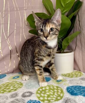 Rescue Domestic Short Hair Cats for Adoption in Long Beach, Mississippi - Thalia | PetCurious