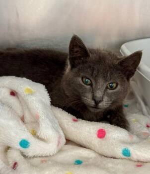 Domestic Short Hair Cats Available for Adoption in Pomona, New York - Puccini | PetCurious