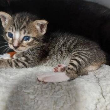 Domestic Short Hair Cats Available for Adoption in Morristown, Vermont - Neo | PetCurious