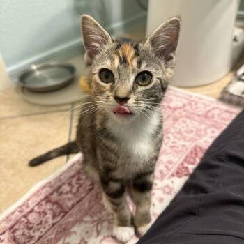 Reba -  Domestic Short Hair Cat for Adoption in Chandler, Arizona - Reba | PetCurious