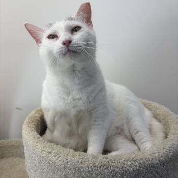 Cloud -  Domestic Short Hair Cat for Adoption in Peconic, New York - Cloud | PetCurious