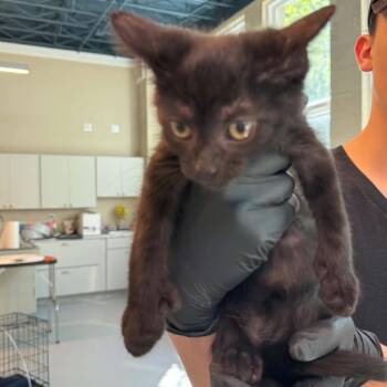 Pig -  Domestic Short Hair Cat for Adoption in Huntington, West Virginia - Pig | PetCurious