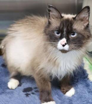 Nikki -  Domestic Long Hair and Siamese Cat for Adoption in Buffalo, Minnesota - Nikki | PetCurious