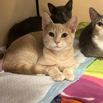Jonathan -  Domestic Short Hair Cat for Adoption in Reisterstown, Maryland - Jonathan | PetCurious