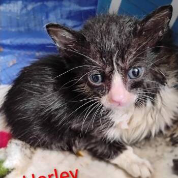 Harley -  Domestic Short Hair Cat for Adoption in Bentonville, Arkansas - Harley | PetCurious
