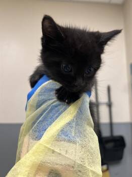 GIDDY -  Domestic Short Hair Cat for Adoption in Las Vegas, Nevada - GIDDY | PetCurious