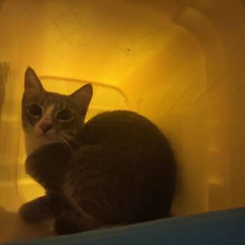 Pattie -  Domestic Short Hair Cat for Adoption in Windsor, Virginia - Pattie | PetCurious