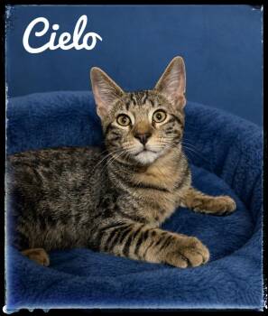 Cielo -  Domestic Short Hair Cat for Adoption in El Cajon, California - Cielo | PetCurious