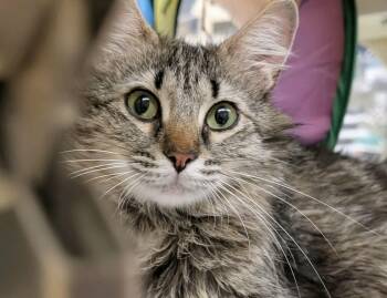 Tawny - gentile Sweet loves cats -  Domestic Medium Hair Cat for Adoption in Austin, Texas - Tawny - Gentile Sweet Loves Cats | PetCurious