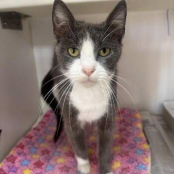 Wonder Woman -  Domestic Short Hair Cat for Adoption in Phoenixville, Pennsylvania - Wonder Woman | PetCurious