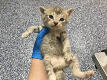 Domestic Short Hair Cats Available for Adoption in Thousand Palms, California - MONICA | PetCurious