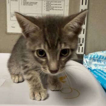Acai -  Domestic Short Hair Cat for Adoption in Yuma, Arizona - Acai | PetCurious