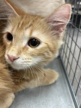 STUBBY -  Domestic Short Hair Cat for Adoption in Las Vegas, Nevada - STUBBY | PetCurious