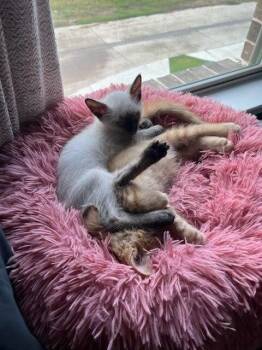 Nachos Bellgrande -  Siamese and Domestic Short Hair Cat for Adoption in Dallas, Texas - Nachos Bellgrande | PetCurious