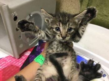 Domestic Short Hair Cats Available for Adoption in Riverside, California - KETCHUP | PetCurious