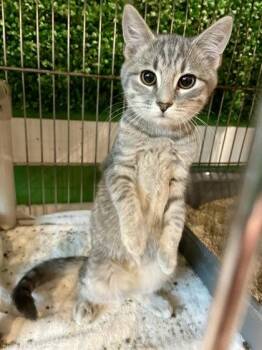 Domestic Short Hair Cats Available for Adoption in Annapolis, Maryland - Alli (with Gator) | PetCurious