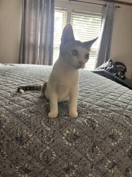 Louie -  Domestic Short Hair Cat for Adoption in Salisbury, North Carolina - Louie | PetCurious