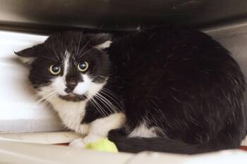 Domestic Short Hair Cats Available for Adoption in New Milford, Connecticut - Ryland Grace | PetCurious