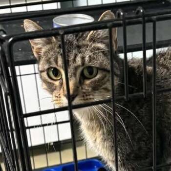 Grandmama -  Domestic Short Hair Cat for Adoption in Idaho Falls, Idaho - Grandmama | PetCurious
