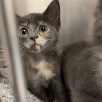 Namine -  Domestic Short Hair Cat for Adoption in Pittsburgh, Pennsylvania - Namine | PetCurious