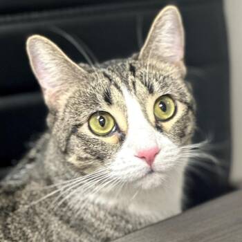 Domestic Short Hair Cats Available for Adoption - Nessa | PetCurious